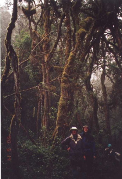 Rain Forest Kilimanjaro National Park